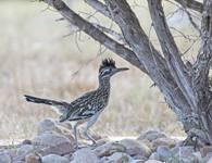 Greater Roadrunner 3983